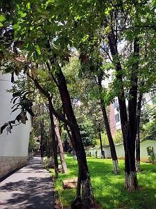 Kunming - Universite du Yunnan (25)